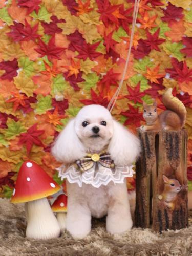 20241120シェリーちゃん